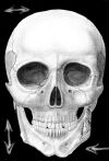 skull