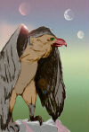 aigle